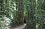 Rainforest walk