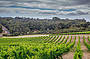 Vineyard at Redgate Winery