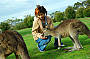 Hand Feed Kangaroos